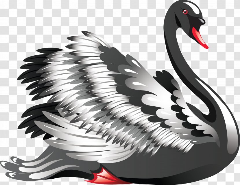 Crane - Black And White - Cygnini Transparent PNG