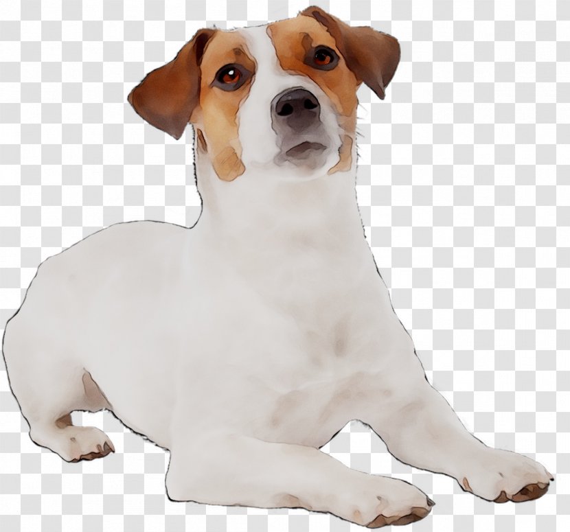 Jack Russell Terrier Miniature Fox Puppy Bulldog English Foxhound - Chilean Transparent PNG