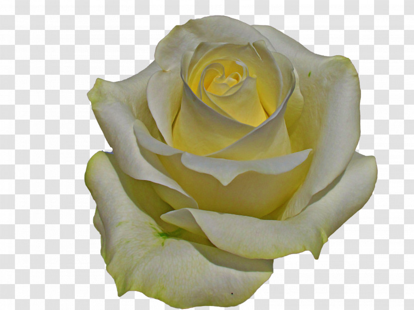 Garden Roses Transparent PNG