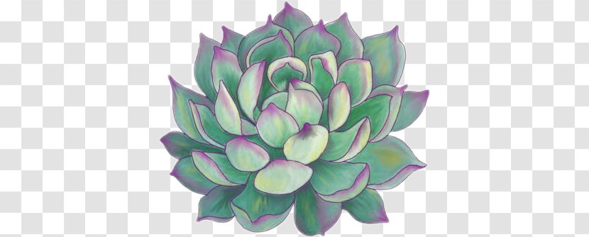 Succulent Plant Paper Bumper Sticker Drawing - Color Transparent PNG