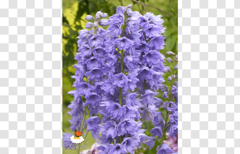 English Lavender Bellflower Violet Larkspur - Family Transparent PNG