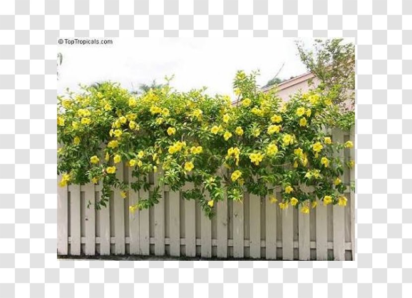 Allamanda Cathartica Trumpet Vine Flowering Plant - Shrub - Flower Transparent PNG