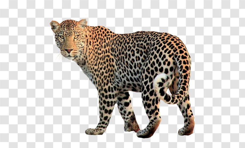 Jaguar Felidae Clip Art - Panthera Transparent PNG