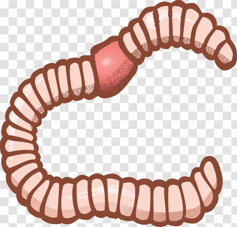 Earthworm Clip Art - Worm - Drawing Transparent PNG