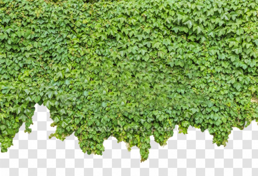 Parthenocissus Tricuspidata Ivy Plant Green - Flowering - Wall Tiger Transparent PNG
