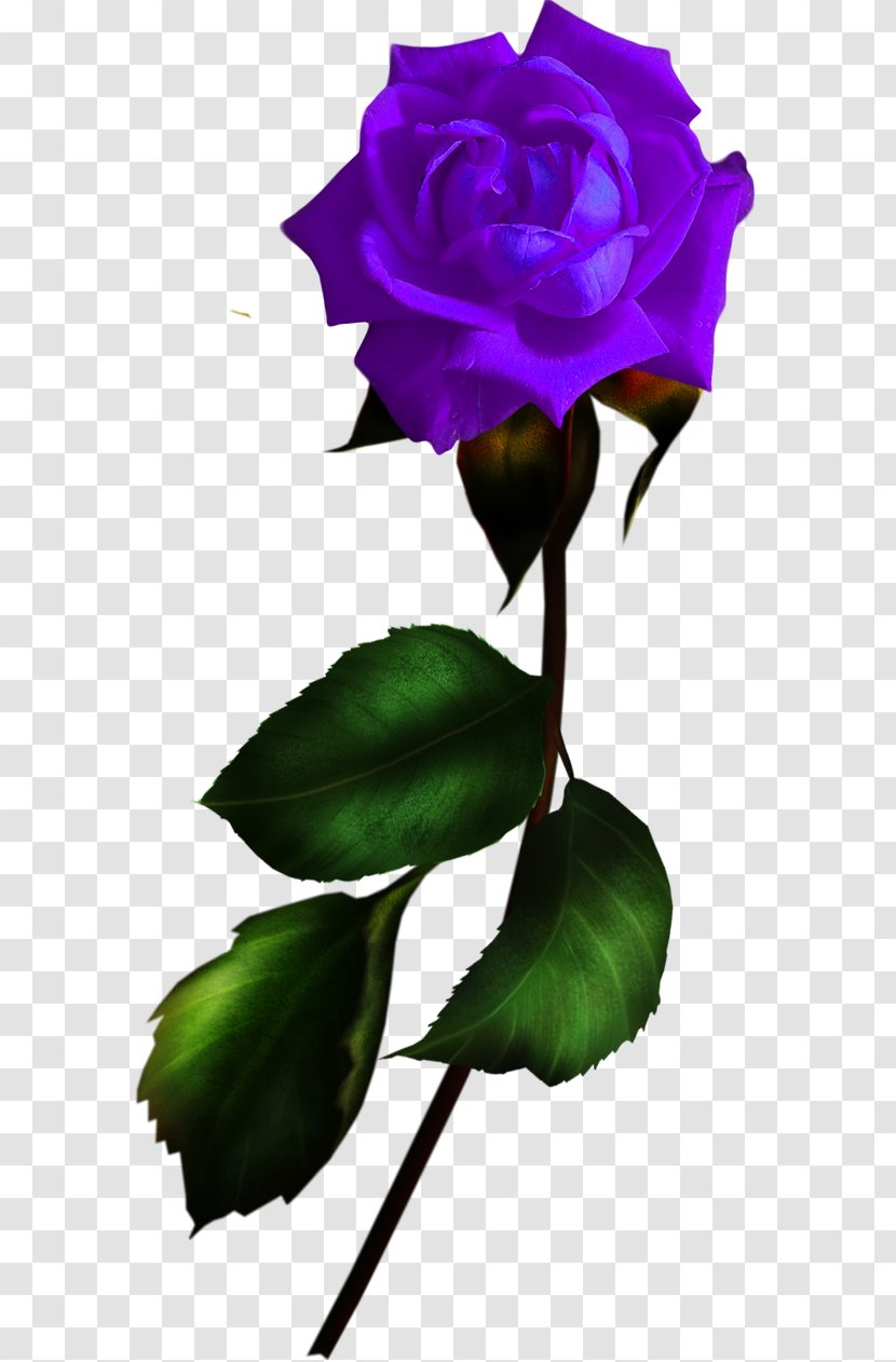 Garden Roses Blue Rose Flower Rosa Gallica Transparent PNG