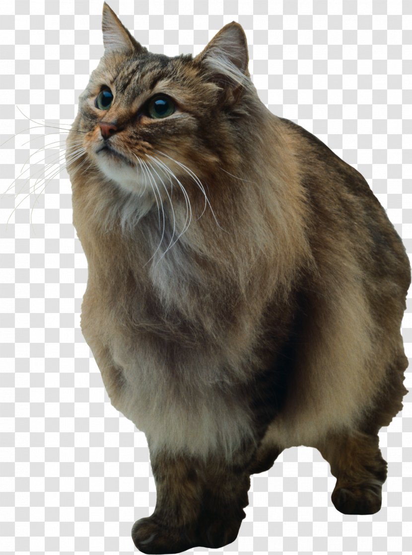 American Bobtail Manx Cat Asian Semi-longhair Kurilian Norwegian Forest - Carnivoran Transparent PNG