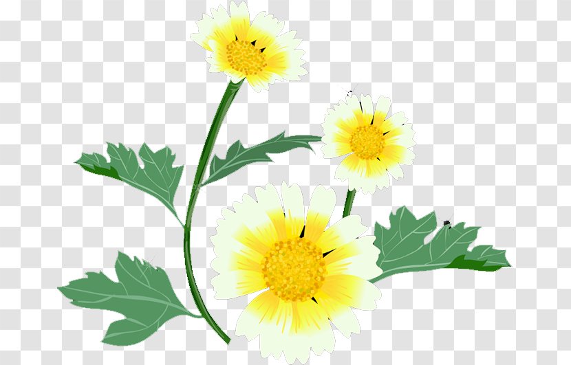 Glebionis Coronaria Roman Chamomile Yellow Floral Design Petal - Chrysanthemum Transparent PNG