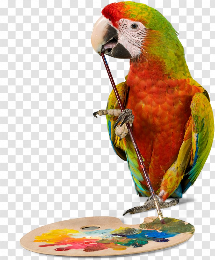 Bird Parrot Budgerigar Cockatiel Pet - Lories And Lorikeets Transparent PNG