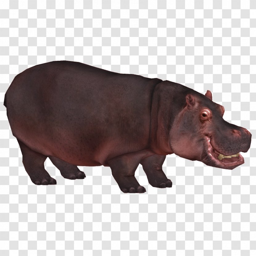 Zoo Tycoon 2 Pygmy Hippopotamus Rhinoceros Hippopotamuses - Gorgops Transparent PNG