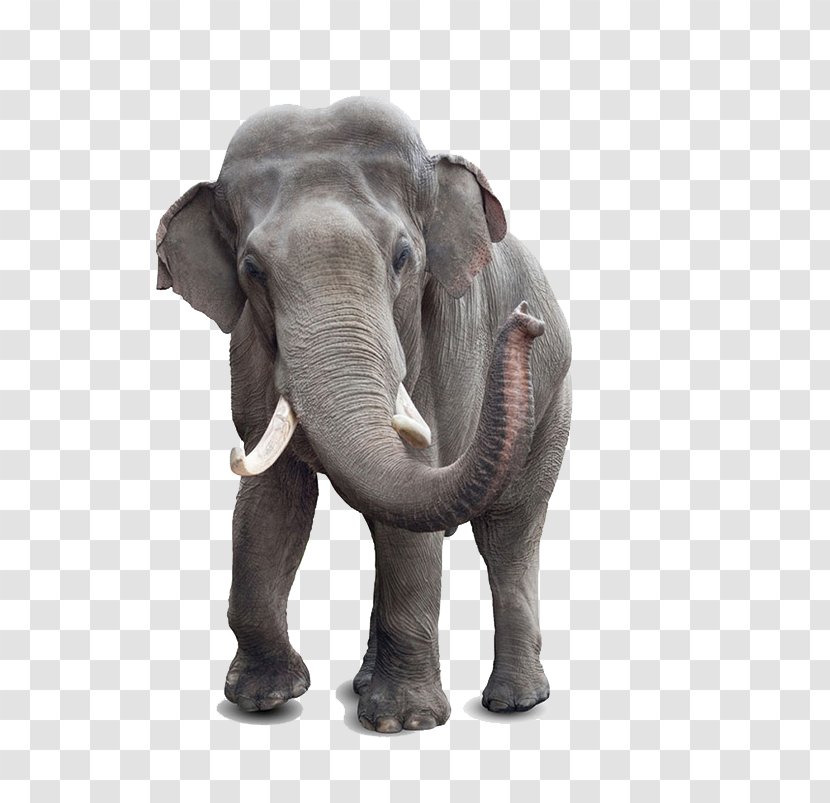 African Bush Elephant Indian Stock Photography White - Mammal - Animals Elephants Transparent PNG