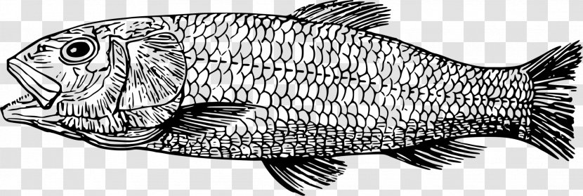 Vector Graphics Drawing Clip Art Illustration - Cartoon - Black And White Salmon Transparent PNG