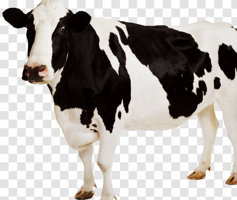 Jersey Cattle Sticker Dairy Clip Art - Image Resolution Transparent PNG