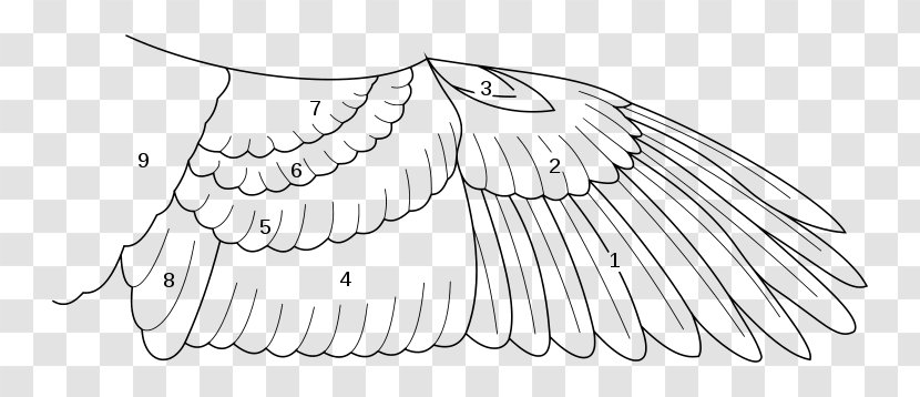Lovebird Wing Clipping Feather - Flight - Bird Wings Transparent PNG