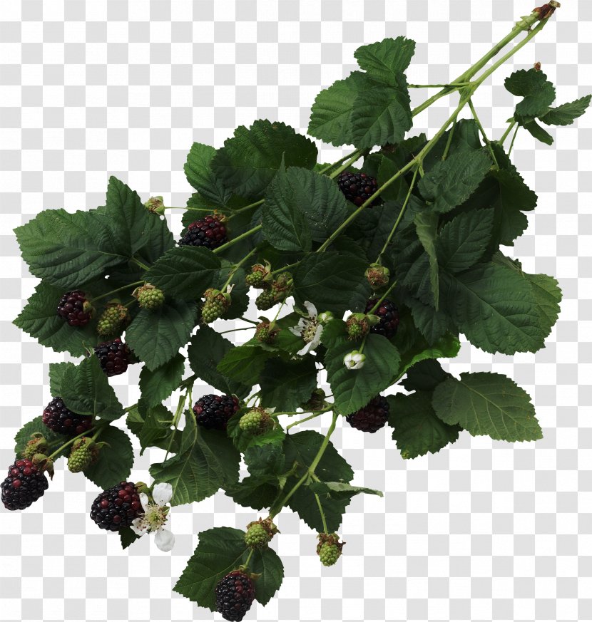 Blackberry Fruit Thorns, Spines, And Prickles Raspberry Bramble - Garden - Morden Transparent PNG