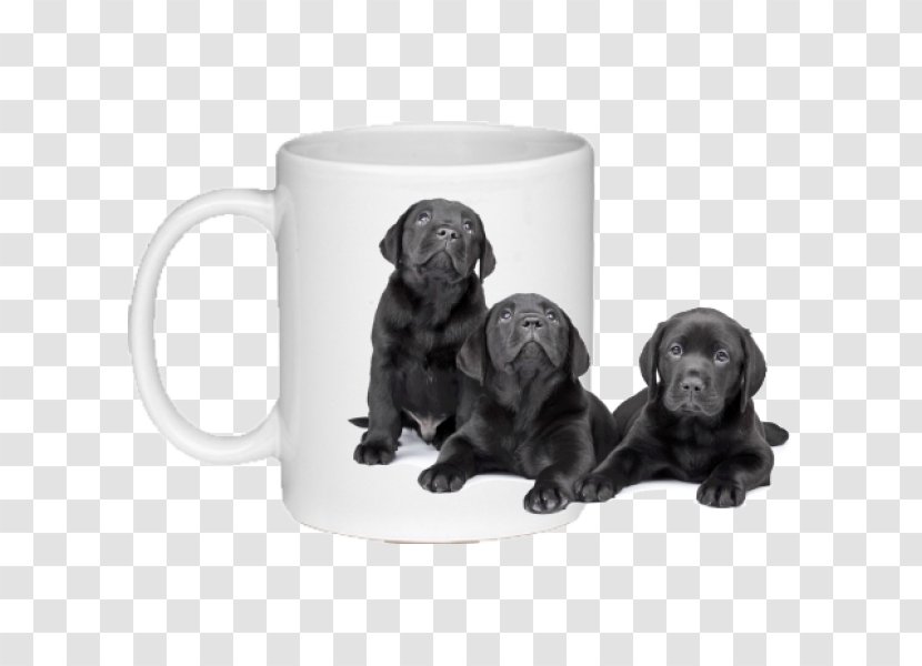 Labrador Retriever Flat-Coated Puppy Dog Breed - Sporting Group Transparent PNG