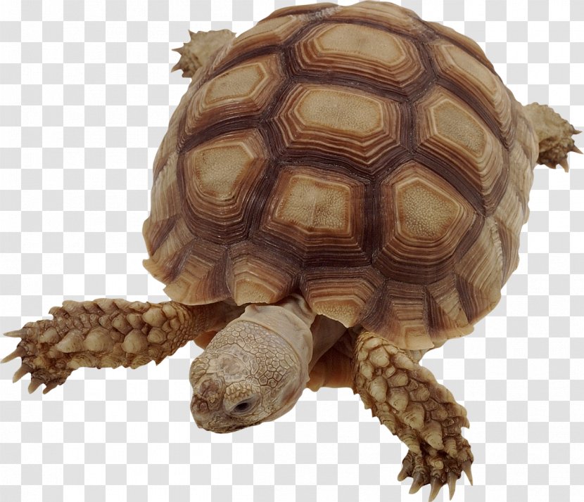 Vertebrate Turtle Insect African Spurred Tortoise Animal - Zoology Transparent PNG