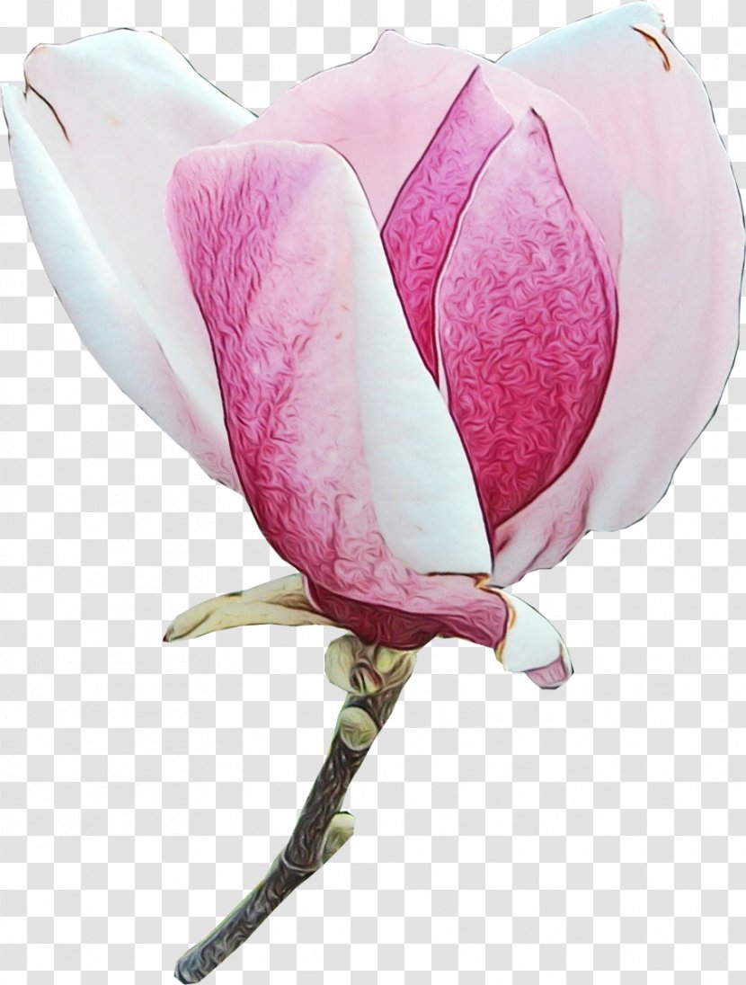 Petal Pink Flower Plant Magnolia - Watercolor - Cut Flowers Tulip Transparent PNG