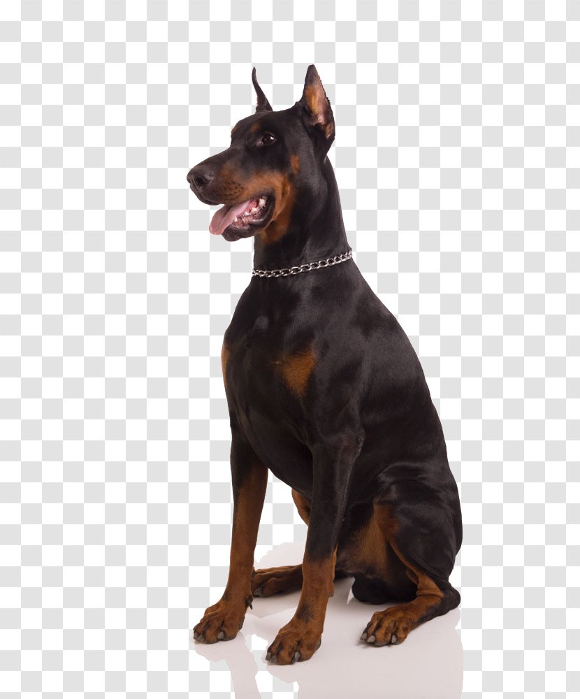 Dobermann Rottweiler Bulldog Puppy Pet - Vulnerable Native Breeds - Tongue Black Dog Transparent PNG
