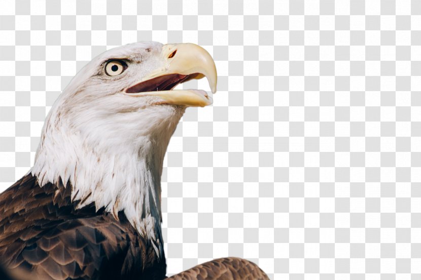 Bald Eagle Bird Of Prey Desktop Wallpaper - Blackandwhite Hawkeagle Transparent PNG