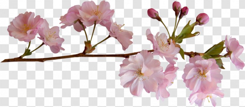 Cherry Blossom - Floral Design Transparent PNG