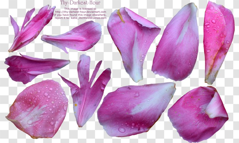 Petal Flower Peony Desktop Wallpaper - Photography - White Transparent PNG