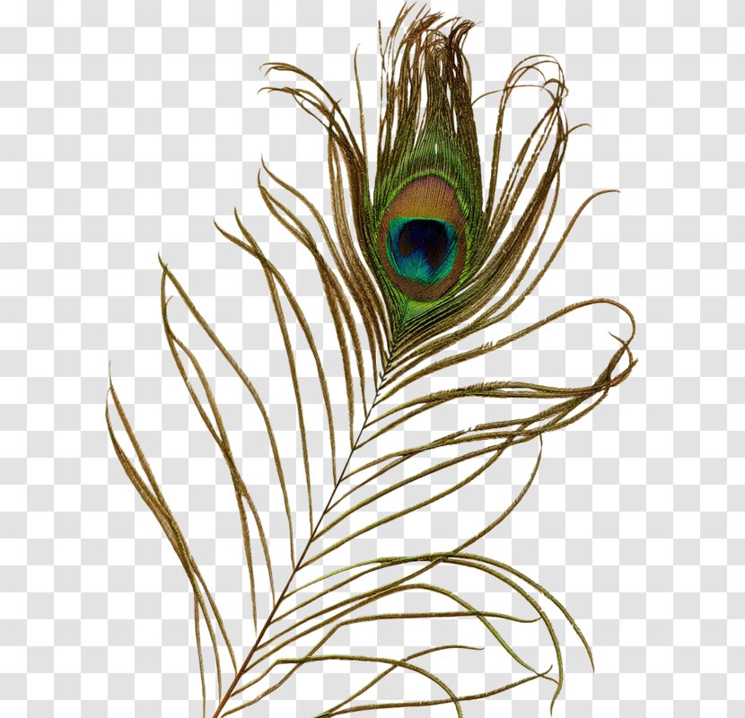 Feather Asiatic Peafowl Clip Art - Flower - Peacock Feathers Transparent PNG