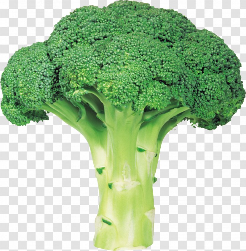 Broccoli Vegetable - Sprouting - Image With Transparent Background Transparent PNG