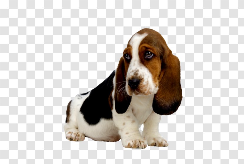 Basset Hound Puppy Golden Retriever Beagle Transparent PNG