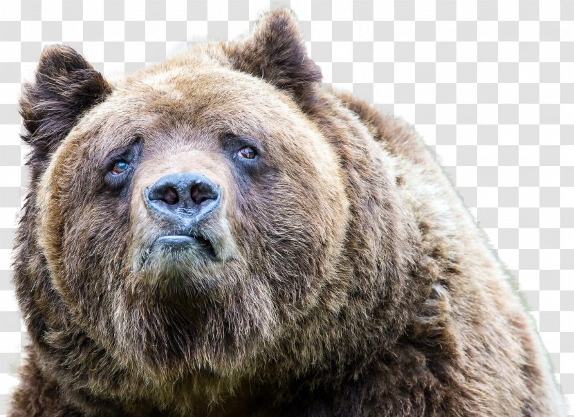 Polar Bear Grizzly American Black Sadness Transparent PNG