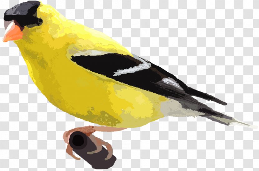 Finch Eurasian Golden Oriole - Songbird - Fauna Transparent PNG