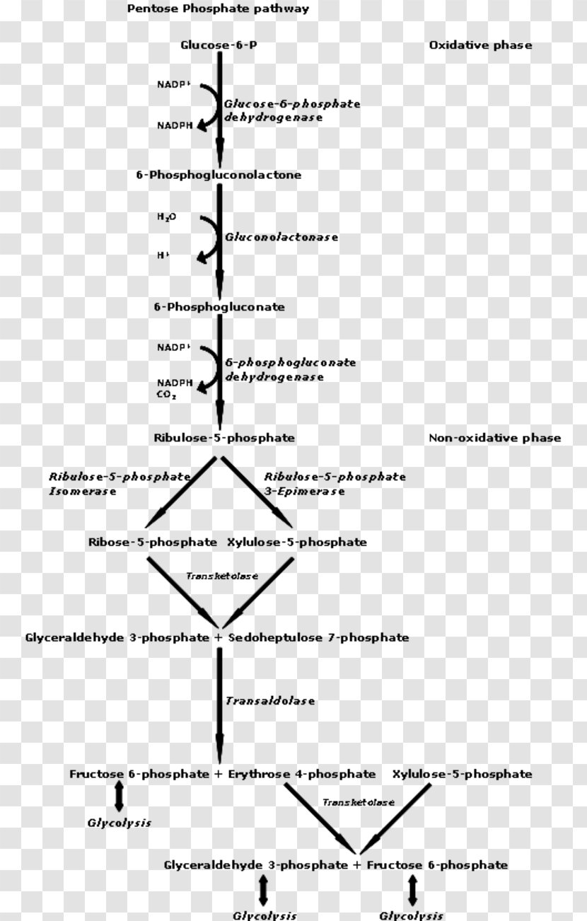 Pentose Phosphate Pathway Metabolic Hexose Metabolism - Document - Triangle Transparent PNG
