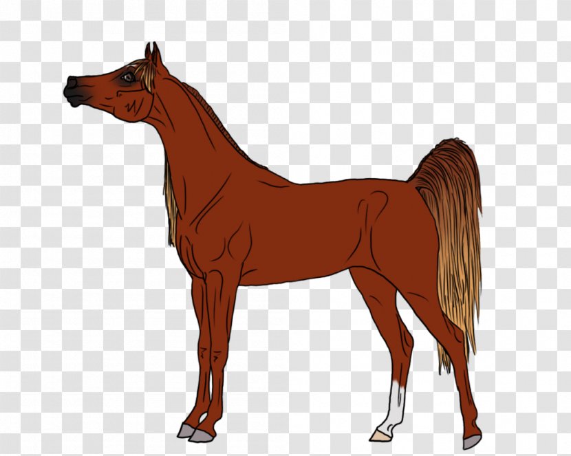 Mustang Arabian Horse Pony Stallion Foal - Mane Transparent PNG