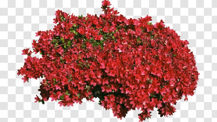 Begonia Tree Shrub Cut Flowers Annual Plant Transparent PNG