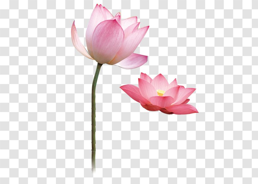 Nelumbo Nucifera Flower Gratis - Blooming Pink Lotus Transparent PNG