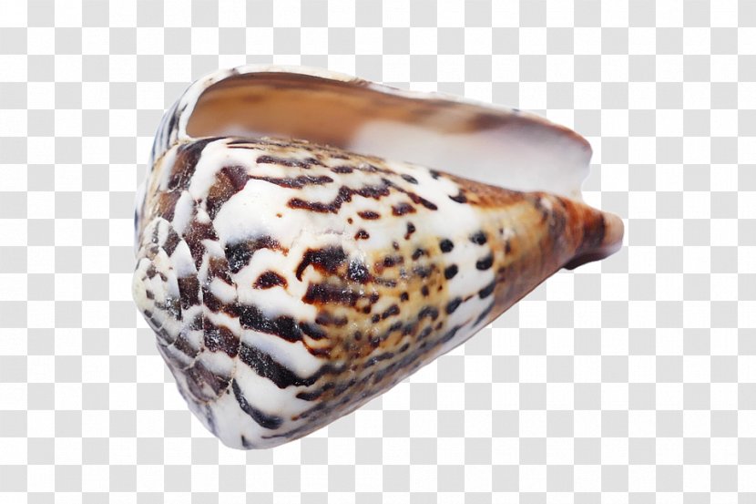 Seashell Conchology Invertebrate Sea Snail - Beach Transparent PNG