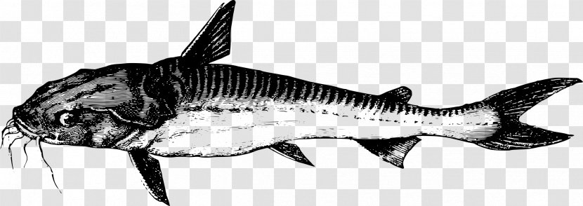 Chondrichthyes Bony Fishes Tiger Shark Animal - Wildlife - Ikan Transparent PNG