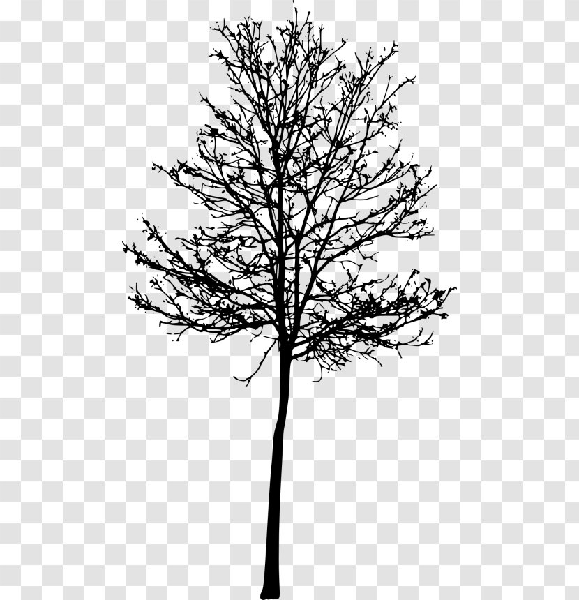Twig TreeSize - Flowering Plant - Tree Plantation Transparent PNG