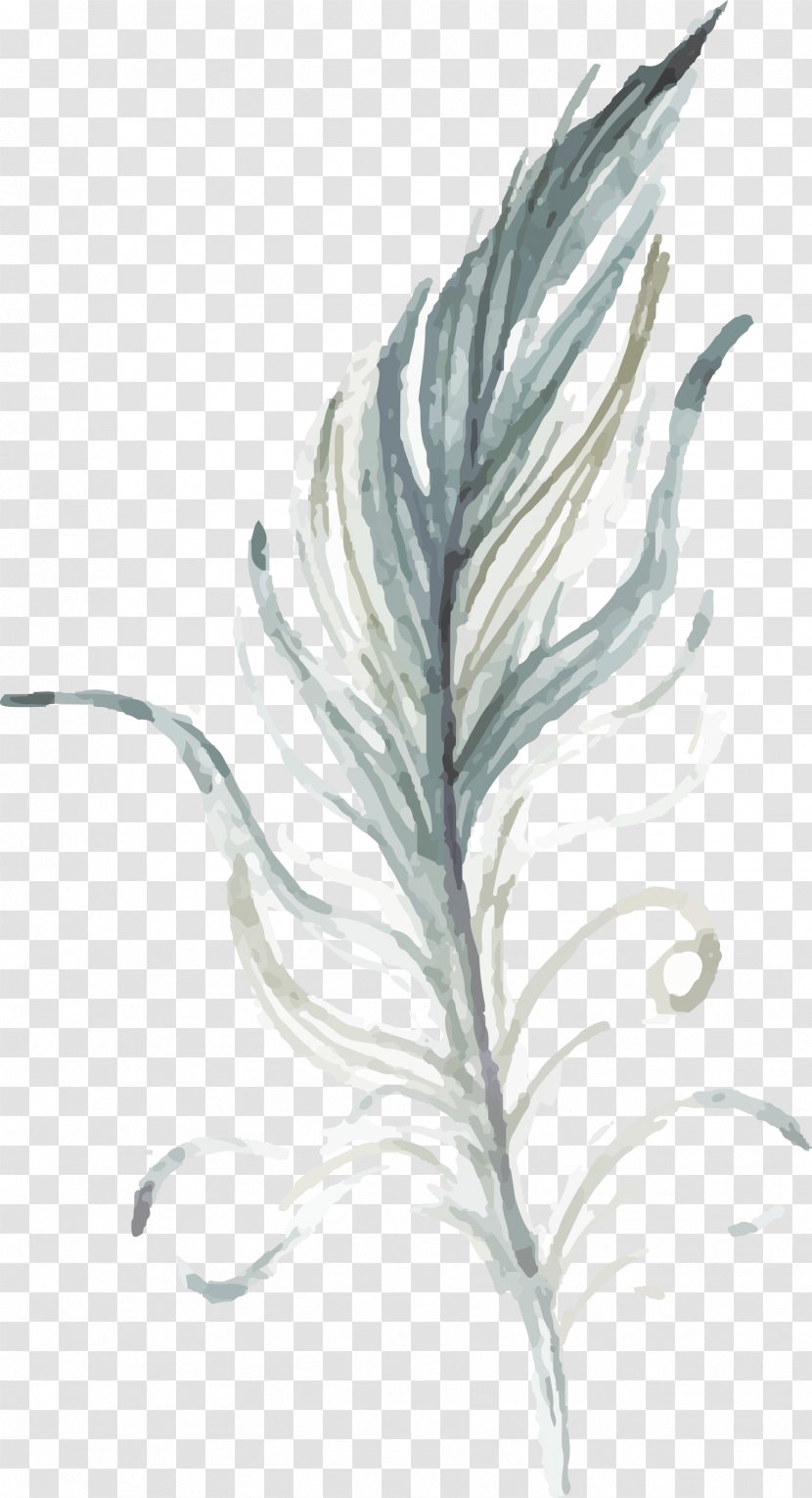 Drawing Feather - Tail - Hand Drawn Transparent PNG