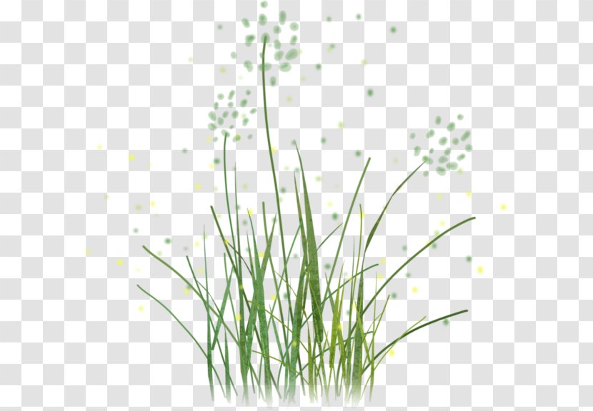 Sweet Grass Vetiver Clip Art - Chives - Herbe Transparent PNG