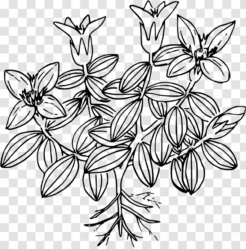 Moss Drawing Flower - Visual Arts Transparent PNG
