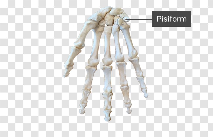 Carpal Bones Triquetral Bone Anatomy Wrist Tunnel - Capitate - Hand Transparent PNG