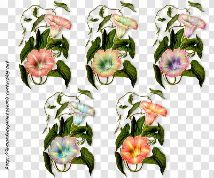 Floral Design Hedge Bindweed Cut Flowers Flowering Plant - Flower Transparent PNG