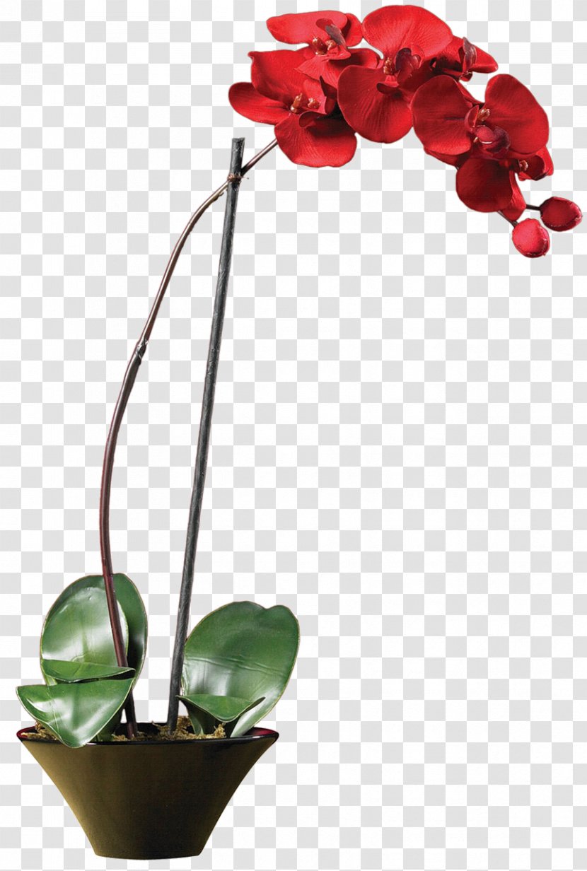 Moth Orchids Flower Red Plant Stem - Blossom Transparent PNG