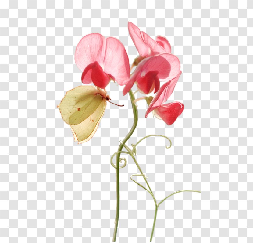 Moth Orchids Cut Flowers Bud Plant Stem - Pink - Flower Transparent PNG