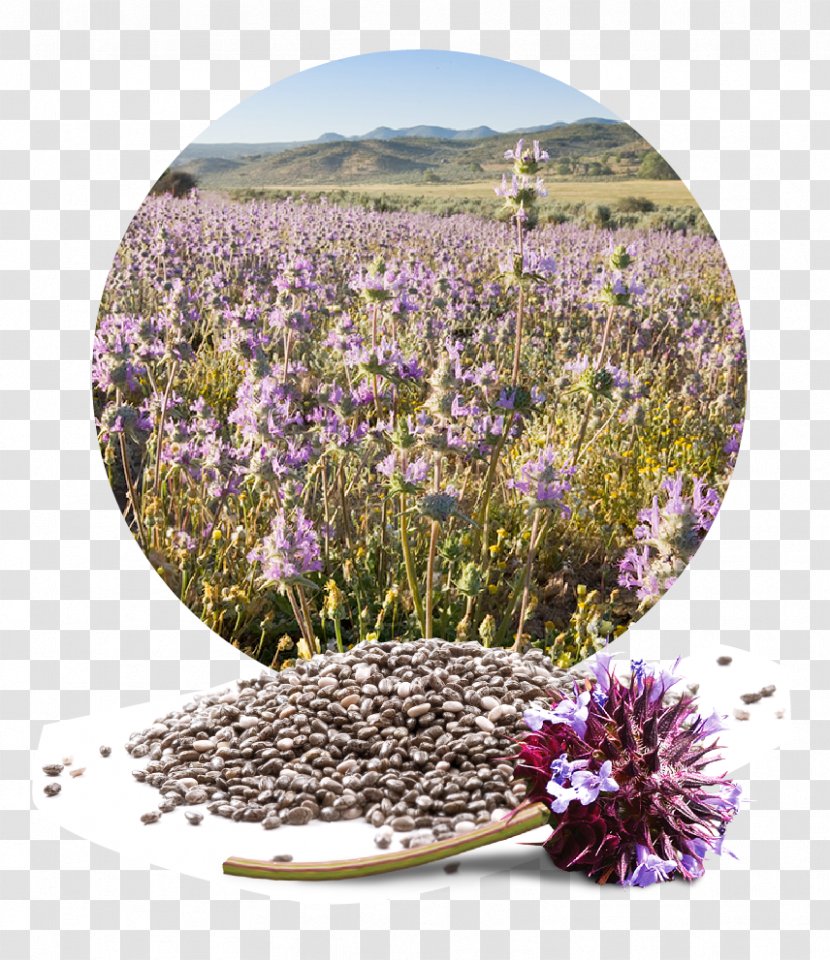 Chia Seed English Lavender Flower - Salvia Transparent PNG