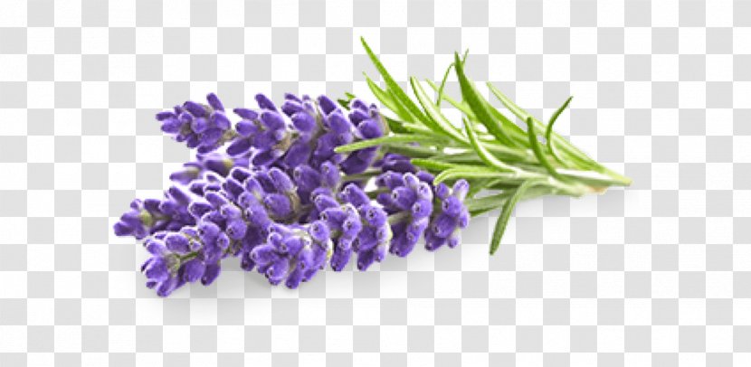 Lavender Flower - Aromatherapy - Perennial Plant French Transparent PNG
