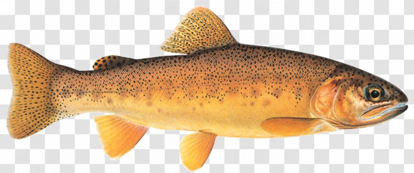 Salmon Apache Trout Rainbow Gila River - Cod - Bony Fish Transparent PNG