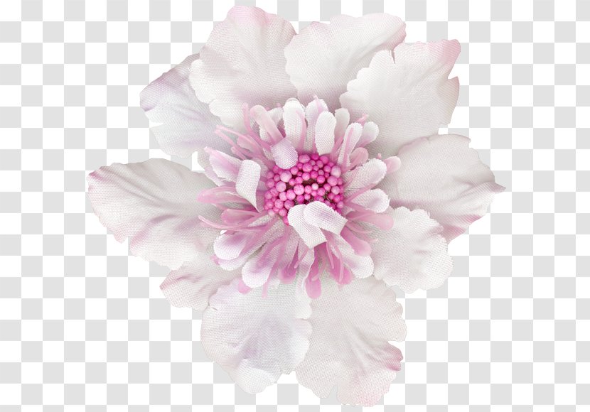 Peony Cut Flowers Pink M Herbaceous Plant Petal - Rtv Transparent PNG