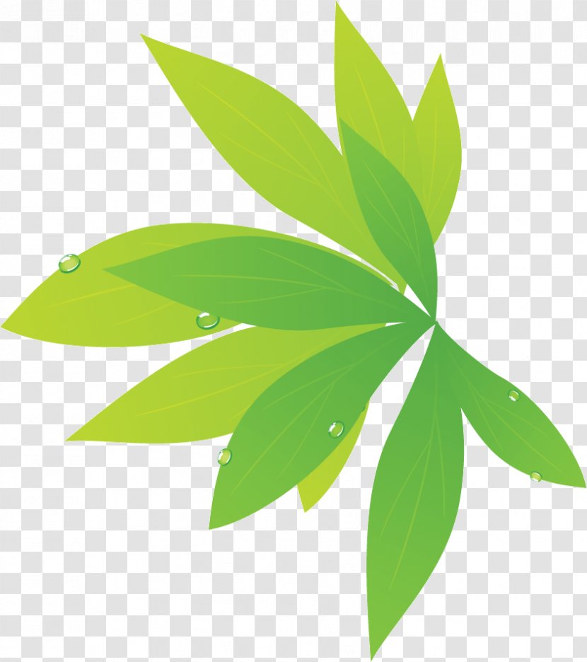 Leaf Photography Plant Stem - Gratis Transparent PNG